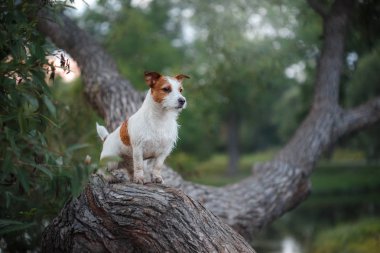 açık havada ağaç dışarı, doğurmak Jack Russell Terrier köpek