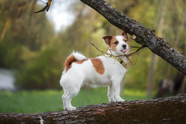 Hond buiten in een boom buiten, ras Jack Russell Terrier — Stockfoto