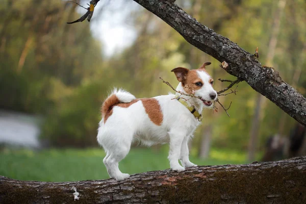 Hond buiten in een boom buiten, ras Jack Russell Terrier — Stockfoto