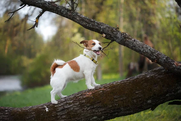 在户外在外面，杰克罗素梗犬品种的树上的狗 — 图库照片