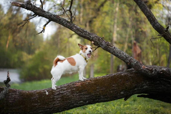 犬種ジャック ラッセル テリア外ツリーで屋外犬 — ストック写真