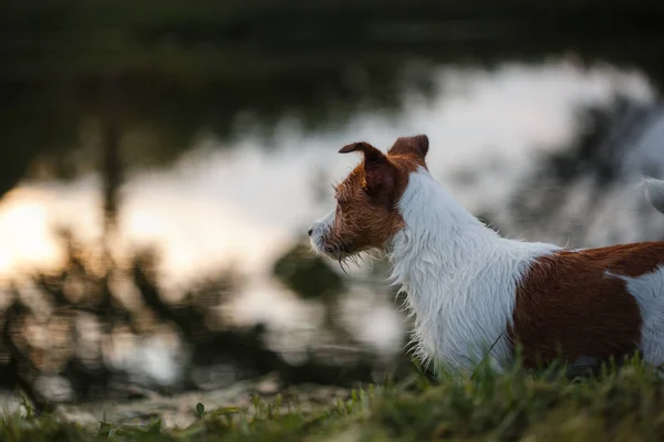 Portret na zewnątrz Jack Russell terrier. Psa na spacerze w parku — Zdjęcie stockowe