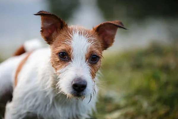 Portret van een Jack Russell terrier buitenshuis. Een hond op een wandeling in het park — Stockfoto