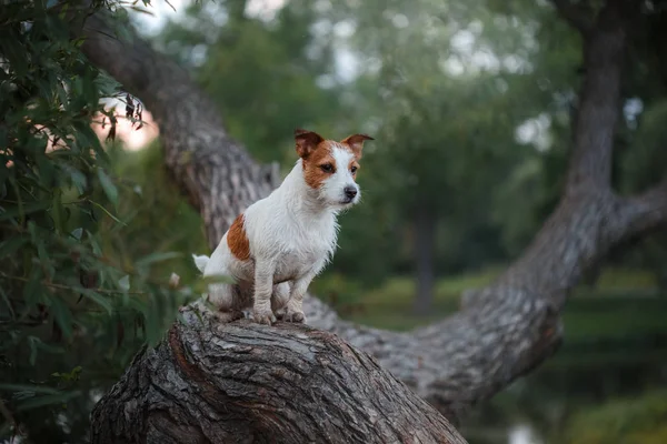 Açık havada ağaç dışarı, doğurmak Jack Russell Terrier köpek — Stok fotoğraf