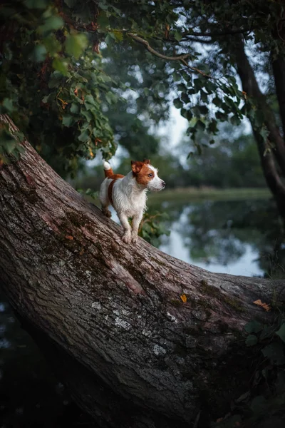 Cão ao ar livre em uma árvore fora, raça Jack Russell Terrier — Fotografia de Stock