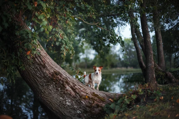 Chien à l'extérieur dans un arbre à l'extérieur, se reproduire Jack Russell Terrier — Photo
