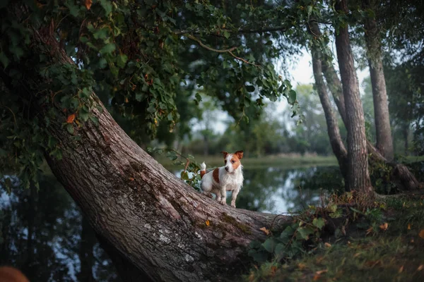 Cão ao ar livre em uma árvore fora, raça Jack Russell Terrier — Fotografia de Stock