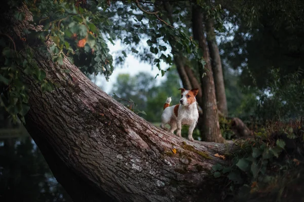 在户外在外面，杰克罗素梗犬品种的树上的狗 — 图库照片