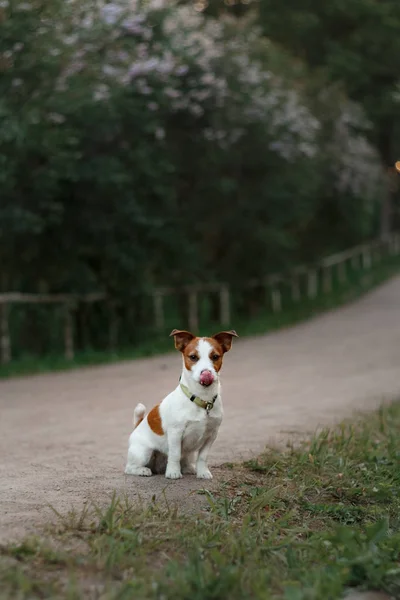 Potret Jack Russell terrier di luar ruangan. Seekor anjing berjalan-jalan di taman — Stok Foto