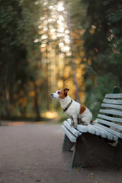 Retrato de um Jack Russell terrier ao ar livre. Um cão em um passeio no parque — Fotografia de Stock