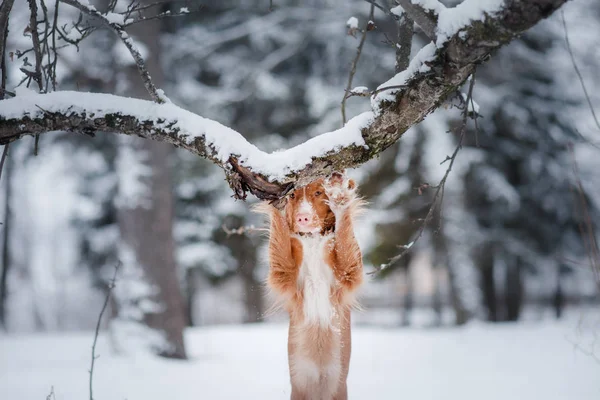 Hund i vintern utomhus, Nova Scotia Duck Tolling Retriever, i skogen — Stockfoto