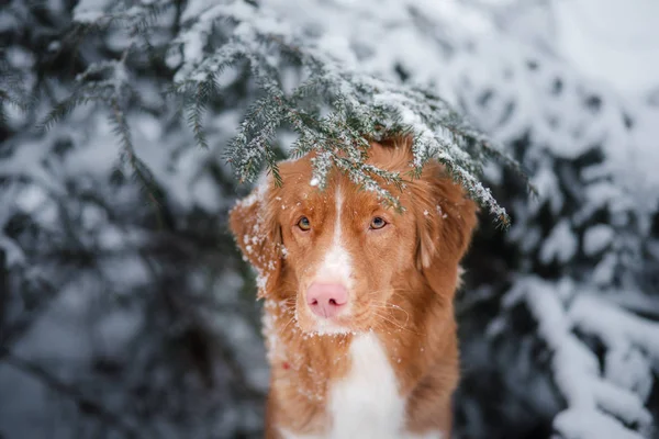 Собака зимові відкритому повітрі, Нова Шотландія качка дзвін ретрівер, в лісі — стокове фото