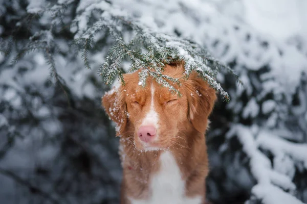Hund im Winter im Freien, Nova Scotia Ente Maut-Retriever, im Wald — Stockfoto