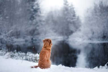 köpek kış açık havada, Nova Scotia Duck Tolling Retriever, orman içinde