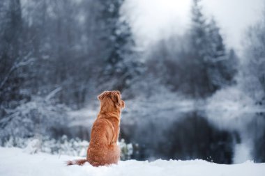 köpek kış açık havada, Nova Scotia Duck Tolling Retriever, orman içinde