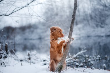 köpek kış açık havada, Nova Scotia Duck Tolling Retriever, orman içinde