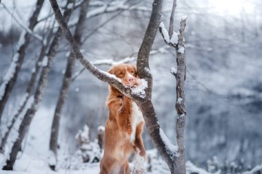 köpek kış açık havada, Nova Scotia Duck Tolling Retriever, orman içinde