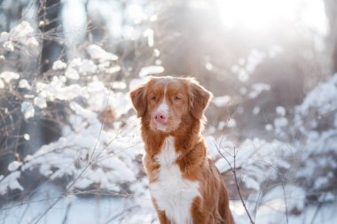 köpek kış açık havada, Nova Scotia Duck Tolling Retriever, orman içinde