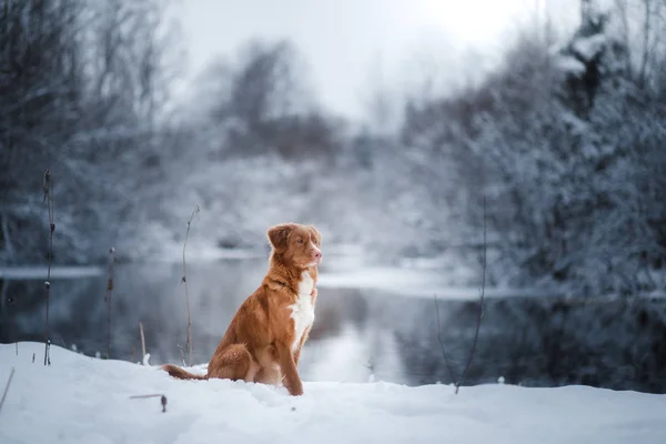 Hond in de winter buiten, Nova Scotia Duck Tolling Retriever, in het bos — Stockfoto