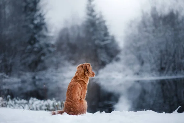 Hond in de winter buiten, Nova Scotia Duck Tolling Retriever, in het bos — Stockfoto
