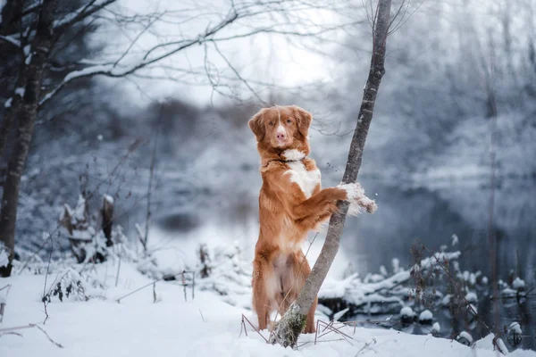 Собака зимой на открытом воздухе, Новая Шотландия Утка Tolling Retriever, в лесу — стоковое фото