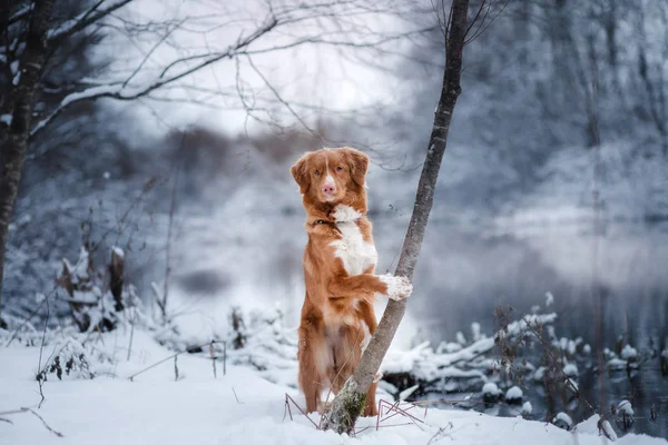 Hund im Winter im Freien, Nova Scotia Ente Maut-Retriever, im Wald — Stockfoto