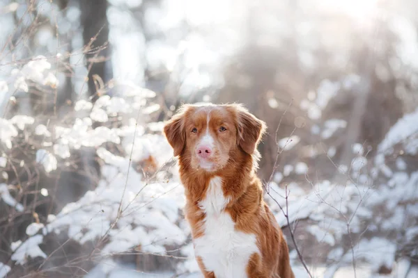 Dog in winter outdoors, Nova Scotia Duck Tolling Retriever, in the forest — Stock Photo, Image