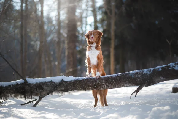 Dog in winter outdoors, Nova Scotia Duck Tolling Retriever, in the forest — Stock Photo, Image