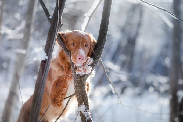 Köpek kış açık havada, Nova Scotia Duck Tolling Retriever, orman içinde — Stok fotoğraf