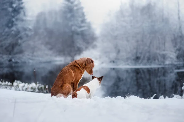 Kutya-Jack Russell Terrier és a Nova Scotia Duck Retriever autópályadíj a szabadban — Stock Fotó