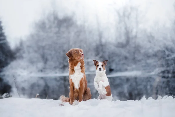 Hond, Jack Russell Terriër en een Nova Scotia Duck Tolling Retriever buitenshuis — Stockfoto