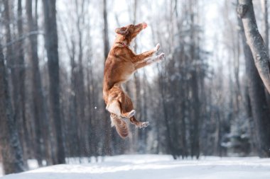 Nova Scotia Duck Tolling Retriever doğurmak köpek açık havada atlama yüksek