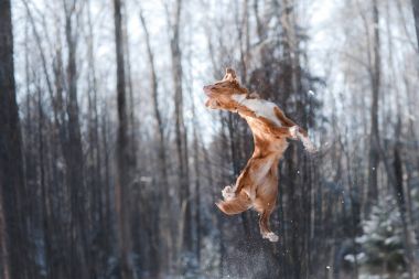 Nova Scotia Duck Tolling Retriever doğurmak köpek açık havada atlama yüksek