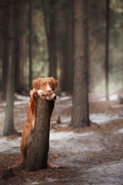 Nova Scotia Duck Tolling Retriever köpek ormandaki niteliğine
