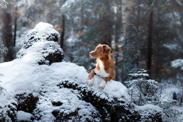 Новая Шотландия Duck Tolling Retriever породы собак в лесу в природе, зимний сезон — стоковое фото