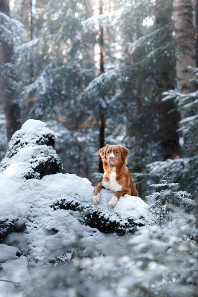 Nova Scotia Duck Tolling Retriever ras van de hond in het bos in de natuur, winterseizoen — Stockfoto