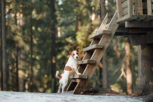 Dog jack russel terrier ao ar livre na floresta, feliz — Fotografia de Stock