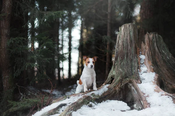狗杰克罗素梗在户外在森林里，快乐 — 图库照片