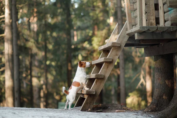 Cane jack russel terrier all'aperto nella foresta, felice — Foto Stock