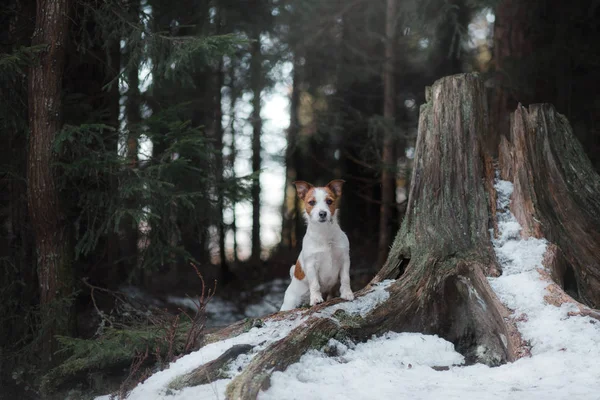 Hund Jack Russel Terrier draußen im Wald, glücklich — Stockfoto
