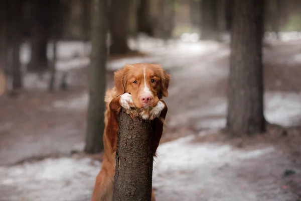 Новая Шотландия Утка Толлинг ретривер собака на природе в лесу — стоковое фото