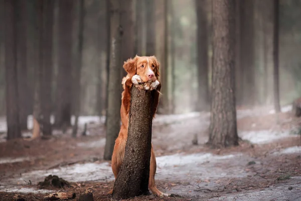 Pato de Nueva Escocia Tolling Retriever perro en la naturaleza en el bosque — Foto de Stock