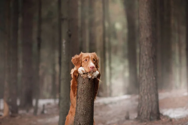 森の中の自然にノバスコシア州・ ダック ・ トーリング ・ レトリーバー犬 — ストック写真