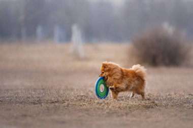 köpek yakalamak uçan disk