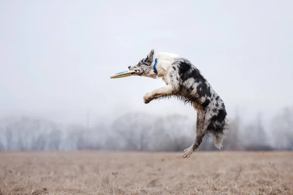 Hunden fånga flygande disk — Stockfoto