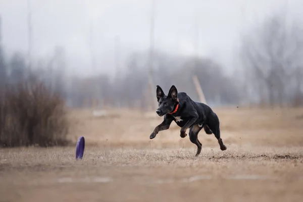 Pies łowienie latających dysków — Zdjęcie stockowe