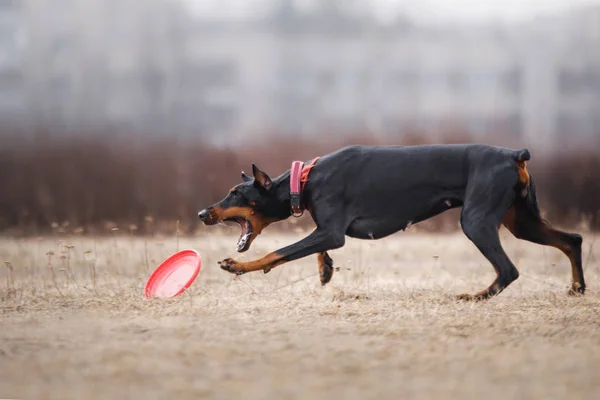 Chien attraper disque volant — Photo