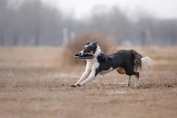 Hunden fånga flygande disk — Stockfoto