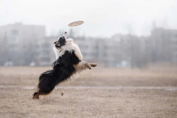 Dog catching flying disk — Stock Photo, Image