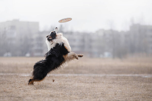 Dog catching flying disk